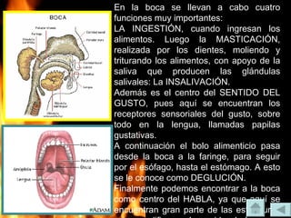 En la boca se llevan a cabo cuatro funciones muy importantes: LA INGESTIÓN, cuando ingresan los alimentos. Luego la MASTICACIÓN, realizada por los dientes, moliendo y triturando los alimentos, con apoyo de la saliva que producen las glándulas salivales: La INSALIVACIÓN. Además es el centro del SENTIDO DEL GUSTO, pues aquí se encuentran los receptores sensoriales del gusto, sobre todo en la lengua, llamadas papilas gustativas. A continuación el bolo alimenticio pasa desde la boca a la faringe, para seguir por el esófago, hasta el estómago. A esto se le conoce como DEGLUCIÓN. Finalmente podemos encontrar a la boca como centro del HABLA, ya que aquí se encuentran gran parte de las estructuras que modifican el sonido laríngeo y producen la voz articulada gracias a sus cavidades especiales. 