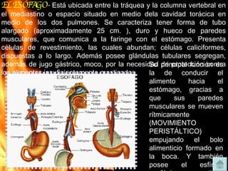 EL ESÓFAGO-   Está ubicada entre la tráquea y la columna vertebral en el mediastino o espacio situado en medio dela cavidad torácica en medio de los dos pulmones. Se caracteriza tener forma de tubo alargado (aproximadamente 25 cm. ), duro y hueco de paredes musculares, que comunica a la faringe con el estómago. Presenta células de revestimiento, las cuales abundan; células caliciformes, dispuestas a lo largo. Además posee glándulas tubulares segregan, además de jugo gástrico, moco, por la necesidad de protección contra los alimentos insuficientemente masticados. Su principal función es la de conducir el alimento hacia el estómago, gracias a que sus paredes musculares se mueven rítmicamente (MOVIMIENTO PERISTÁLTICO) empujando el bolo alimenticio formado en la boca. Y también posee el esfínter esofágico, que tiene como función evitar que el contenido del estómago vuelva al esófago. 