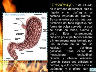 EL ESTÓMAGO.-   Está situado en la cavidad abdominal, bajo el hígado y el diafragma, al costado izquierdo del cuerpo.  Se caracteriza por ser una gran dilatación del tubo digestivo con forma de bolsa curvada, la cual se divide en fondo, cuerpo y antro. Está externamente cubierto por el peritoneo visceral e internamente está formado por una mucosa en la que se localizan las glándulas gástricas. Tiene capas de musculatura longitudinal, circular y oblicua elásticas. Además posee dos orificios: el cardias, que lo comunica con el estómago; y el píloro, con el intestino delgado. 