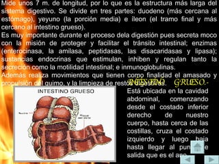 Mide unos 7 m. de longitud, por lo que es la estructura más larga del sistema digestivo. Se divide en tres partes: duodeno (más cercana al estómago), yeyuno (la porción media) e íleon (el tramo final y más cercano al intestino grueso).  Es muy importante durante el proceso dela digestión pues secreta moco con la misión de proteger y facilitar el tránsito intestinal; enzimas (enterocinasa, la amilasa, peptidasas, las disacaridasas y lipasa); sustancias endocrinas que estimulan, inhiben y regulan tanto la secreción como la motilidad intestinal; e inmunoglobulinas.  Además realiza movimientos que tienen como finalidad el amasado y propulsión del quimo, y la limpieza de restos digestivos. INTESTINO GRUESO.-   Está ubicada en la cavidad abdominal, comenzando desde el costado inferior derecho de nuestro cuerpo, hasta cerca de las costillas, cruza el costado izquierdo y luego baja hasta llegar al punto de salida que es el ano.  