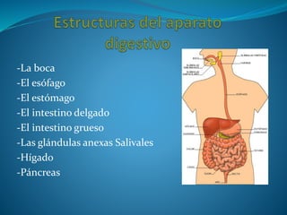 -La boca
-El esófago
-El estómago
-El intestino delgado
-El intestino grueso
-Las glándulas anexas Salivales
-Hígado
-Páncreas
 