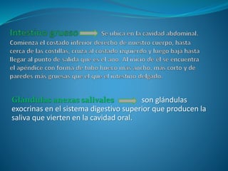 Glándulas anexas salivales son glándulas
exocrinas en el sistema digestivo superior que producen la
saliva que vierten en la cavidad oral.
 