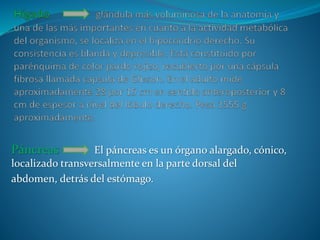 Páncreas El páncreas es un órgano alargado, cónico,
localizado transversalmente en la parte dorsal del
abdomen, detrás del estómago.
 