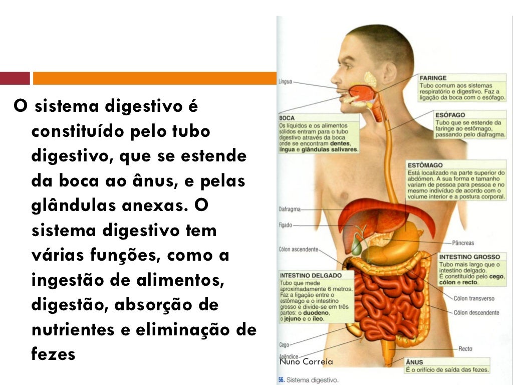 Sistema Digestivo1