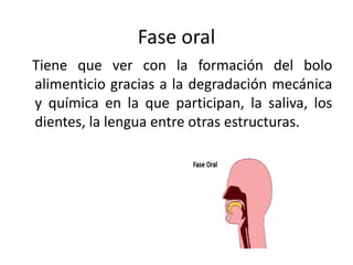 Fase oral
Tiene que ver con la formación del bolo
alimenticio gracias a la degradación mecánica
y química en la que participan, la saliva, los
dientes, la lengua entre otras estructuras.
 
