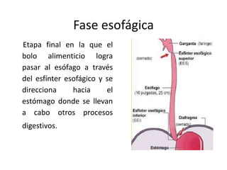 Fase esofágica
Etapa final en la que el
bolo alimenticio logra
pasar al esófago a través
del esfínter esofágico y se
direcciona hacia el
estómago donde se llevan
a cabo otros procesos
digestivos.
 