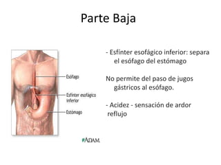 Parte Baja
- Esfínter esofágico inferior: separa
el esófago del estómago
No permite del paso de jugos
gástricos al esófago.
- Acidez - sensación de ardor
reflujo
 