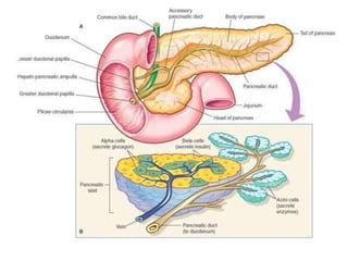 sistema-digestivo1.pptx