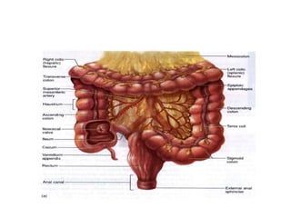 sistema-digestivo1.pptx