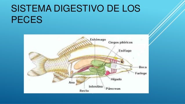 Como Funciona El Aparato Digestivo De Un Pez mavink.com