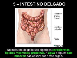 5 – INTESTINO DELGADO
No intestino delgado são digeridos carboidratos,
lipídios, vitaminas, proteínas. A água e alguns sais
minerais são absorvidos neste órgão.
 