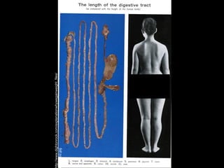 ttp://www.dightonrock.com/explanationwhywegainweight_files/
mage002.jpg
 