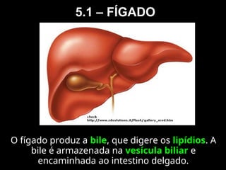 5.1 – FÍGADO
O fígado produz a bile, que digere os lipídios. A
bile é armazenada na vesícula biliar e
encaminhada ao intestino delgado.
 