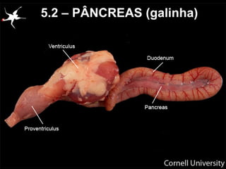 5.2 – PÂNCREAS (galinha)
 