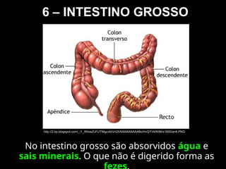 6 – INTESTINO GROSSO
No intestino grosso são absorvidos água e
sais minerais. O que não é digerido forma as
http://2.bp.blogspot.com/_i1_WtowZcFc/TMgzvkbVn2I/AAAAAAAAABo/hnQYVkfit0M/s1600/an6.PNG
 