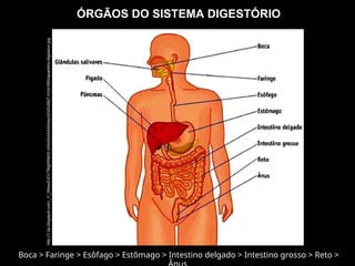 ÓRGÃOS DO SISTEMA DIGESTÓRIO
Boca > Faringe > Esôfago > Estômago > Intestino delgado > Intestino grosso > Reto >
http://1.bp.blogspot.com/_i1_WtowZcFc/TMghRikhS-I/AAAAAAAAAAw/nOz0UMdTJVI/s1600/aparelho-digestivo.jpg
 