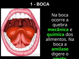 1 - BOCA
Na boca
ocorre a
quebra
mecânica e
química dos
alimentos. Na
boca a
amilase
digere o
 