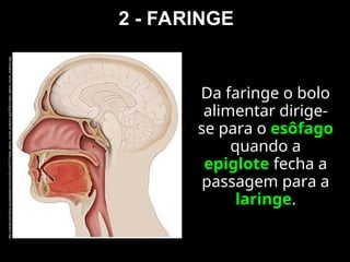 2 - FARINGE
Da faringe o bolo
alimentar dirige-
se para o esôfago
quando a
epiglote fecha a
passagem para a
laringe.
http://upload.wikimedia.org/wikipedia/commons/thumb/5/51/Head_lateral_mouth_anatomy.jpg/250px-Head_lateral_mouth_anatomy.jpg
 