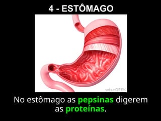 4 - ESTÔMAGO
No estômago as pepsinas digerem
as proteínas.
 