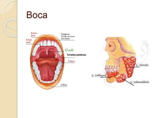 Boca
 