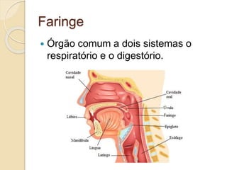 Faringe
 Órgão comum a dois sistemas o
respiratório e o digestório.
 