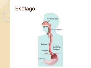 Esôfago.
 