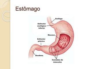 Estômago
 