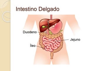 Intestino Delgado
 