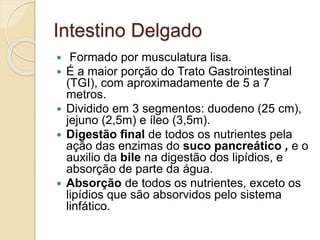 Intestino Delgado
 Formado por musculatura lisa.
 É a maior porção do Trato Gastrointestinal
(TGI), com aproximadamente de 5 a 7
metros.
 Dividido em 3 segmentos: duodeno (25 cm),
jejuno (2,5m) e íleo (3,5m).
 Digestão final de todos os nutrientes pela
ação das enzimas do suco pancreático , e o
auxilio da bile na digestão dos lipídios, e
absorção de parte da água.
 Absorção de todos os nutrientes, exceto os
lipídios que são absorvidos pelo sistema
linfático.
 