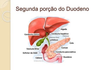 Segunda porção do Duodeno
 
