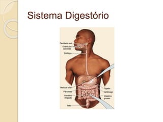 Sistema Digestório
 