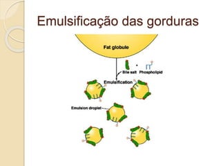 Emulsificação das gorduras
 