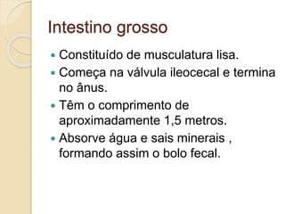 Intestino grosso
 Constituído de musculatura lisa.
 Começa na válvula ileocecal e termina
no ânus.
 Têm o comprimento de
aproximadamente 1,5 metros.
 Absorve água e sais minerais ,
formando assim o bolo fecal.
 