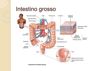 Intestino grosso
 