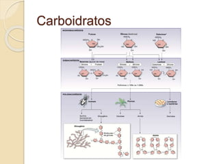 Carboidratos
 