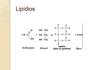 Lipídios
 