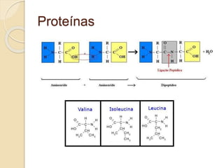 Proteínas
 
