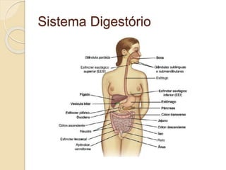 Sistema Digestório
 