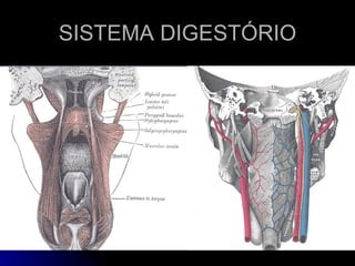 SISTEMA DIGESTÓRIO 