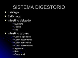 SISTEMA DIGESTÓRIO Esôfago Estômago Intestino delgado Duodeno Jejuno Íleo  Intestino grosso Ceco e apêndice Colon ascendente Colon transverso Colon descendente Sigmóide Reto Canal anal 