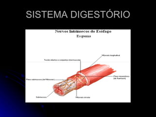 SISTEMA DIGESTÓRIO 