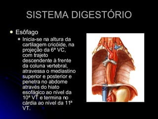 SISTEMA DIGESTÓRIO Esôfago Inicia-se na altura da cartilagem cricóide, na projeção da 6ª VC, com trajeto descendente à frente da coluna vertebral, atravessa o mediastino superior e posterior e penetra no abdome através do hiato esofágico ao nível da 10ª VT e termina no cárdia ao nível da 11ª VT. 