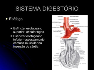 SISTEMA DIGESTÓRIO Esôfago  Esfíncter esofageano superior- cricofaríngeo Esfíncter esofageano inferior- espessamento camada muscular na inserção do cárdia 