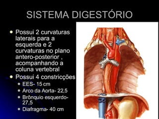 SISTEMA DIGESTÓRIO Possui 2 curvaturas laterais para a esquerda e 2 curvaturas no plano antero-posterior , acompanhando a coluna vertebral Possui 4 constricções EES- 15 cm Arco da Aorta- 22,5 Brônquio esquerdo- 27,5 Diafragma- 40 cm 