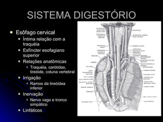 SISTEMA DIGESTÓRIO Esôfago cervical Íntima relação com a traquéia Esfíncter esofagiano superior Relações anatômicas Traquéia, carótidas, tireóide, coluna vertebral Irrigação Ramos da tireóidea inferior Inervação Nervo vago e tronco simpático Linfáticos  