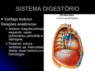 SISTEMA DIGESTÓRIO Esôfago torácico Relações anatômicas Anterior- traquéia,brônquio esquerdo, vasos pulmonares, pericárdio e diafragma Posterior- coluna vertebral, aa. Intercostais direita, ducto torácico e vv. hemiázigos 