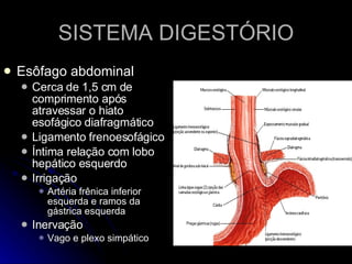 SISTEMA DIGESTÓRIO Esôfago abdominal Cerca de 1,5 cm de comprimento após atravessar o hiato esofágico diafragmático Ligamento frenoesofágico Íntima relação com lobo hepático esquerdo Irrigação Artéria frênica inferior esquerda e ramos da gástrica esquerda Inervação  Vago e plexo simpático 