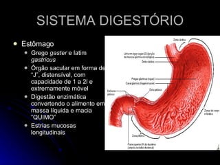 SISTEMA DIGESTÓRIO Estômago Grego  gaster  e latim  gastricus Órgão sacular em forma de “J”, distensível, com capacidade de 1 a 2l e extremamente móvel Digestão enzimática convertendo o alimento em massa líquida e macia “QUIMO” Estrias mucosas longitudinais 