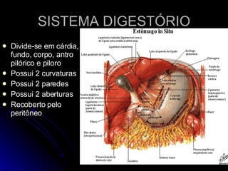 SISTEMA DIGESTÓRIO Divide-se em cárdia, fundo, corpo, antro pilórico e piloro Possui 2 curvaturas Possui 2 paredes Possui 2 aberturas Recoberto pelo peritôneo 