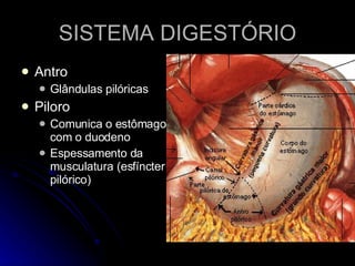 SISTEMA DIGESTÓRIO Antro  Glândulas pilóricas Piloro Comunica o estômago com o duodeno Espessamento da musculatura (esfíncter pilórico) 